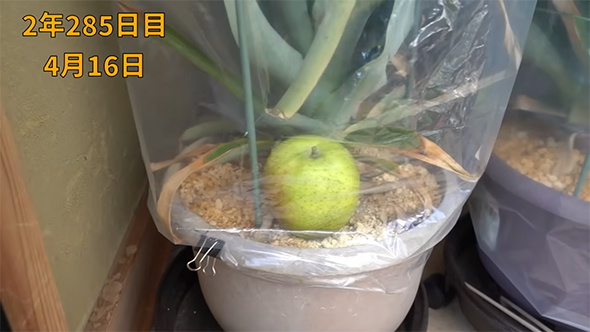 エチレン処理