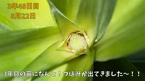 つぼみが出てきました