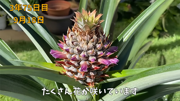 パイナップルの花