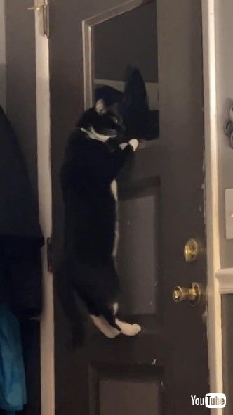 ドアにぶら下がって外を見るネコ