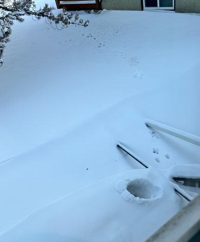 うさぎが去った後の痕跡