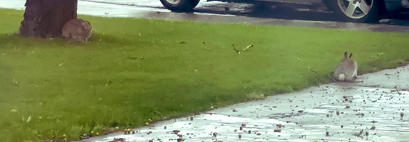 夏に遊びにきていた2匹のうさぎ