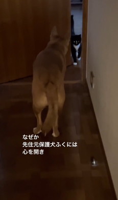 犬
