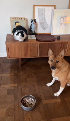 子猫を案内するワンコ