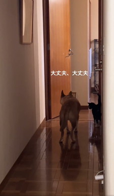 子猫を案内するワンコ