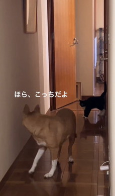 子猫を案内するワンコ