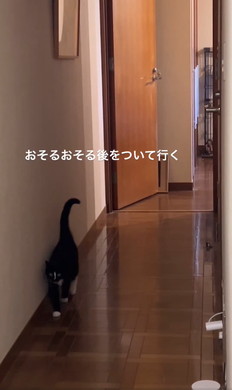 子猫を案内するワンコ