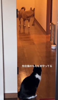 子猫を案内するワンコ