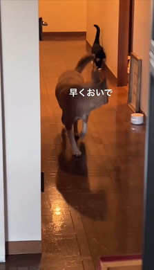 子猫を案内するワンコ