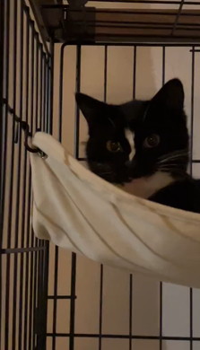 子猫を案内するワンコ