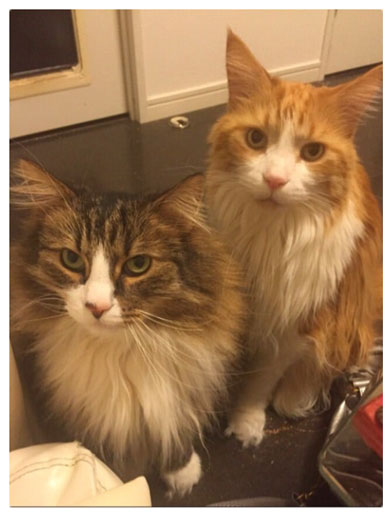 遠野なぎこブログ