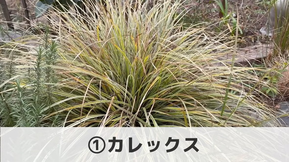 プロによる管理が楽な植物「カレックス」の解説
