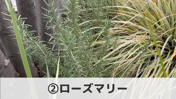 プロによる管理が楽な植物「ローズマリー」の解説