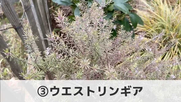 プロによる管理が楽な植物「ウエストリンギア」の解説