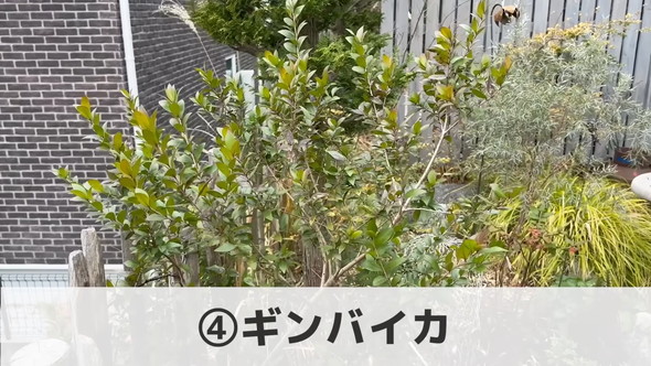 プロによる管理が楽な植物「ギンバイカ」の解説