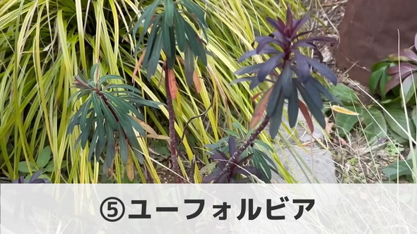 プロによる管理が楽な植物「ユーフォルビア」の解説