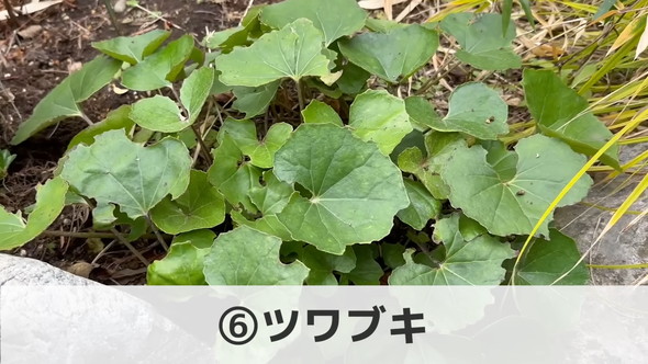 プロによる管理が楽な植物「ツワブキ」の解説