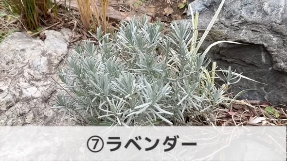 プロによる管理が楽な植物「ラベンダー」の解説