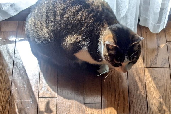 魚柄のレースカーテンの影を見る猫ちゃん