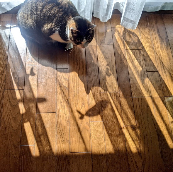 魚柄のレースカーテンの影を見る猫ちゃん