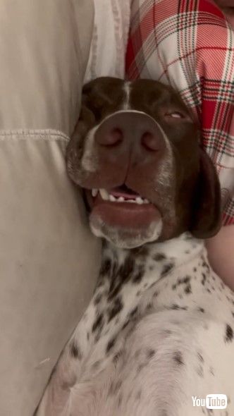 半目を開けて眠る犬