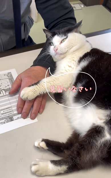 老若男女を虜にする会社猫