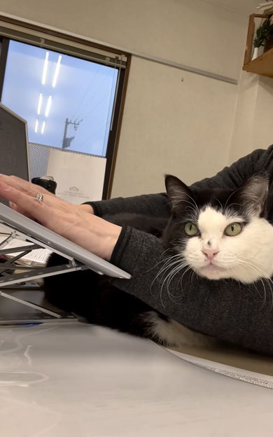 老若男女を虜にする会社猫