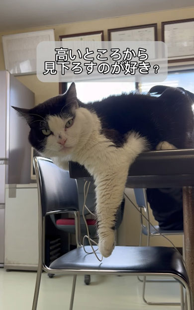 老若男女を虜にする会社猫