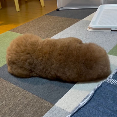 頭とおしりがどっちかわからないワンコ