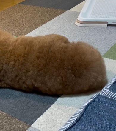 頭とおしりがどっちかわからないワンコ