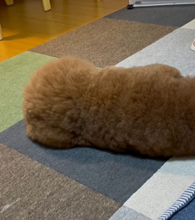 頭とおしりがどっちかわからないワンコ