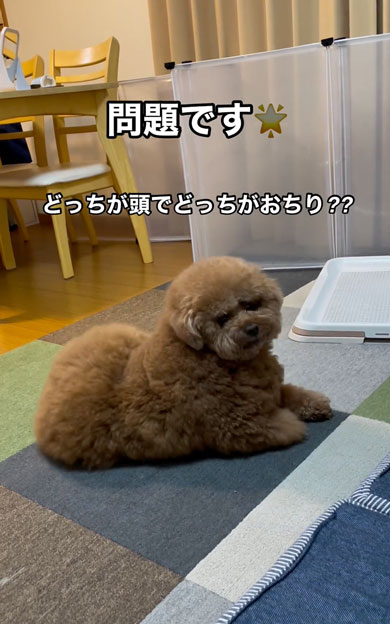 頭とおしりがどっちかわからないワンコ