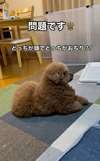 頭とおしりがどっちかわからないワンコ