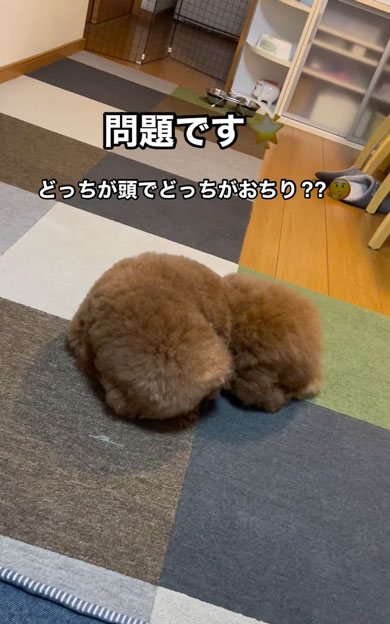 頭とおしりがどっちかわからないワンコ