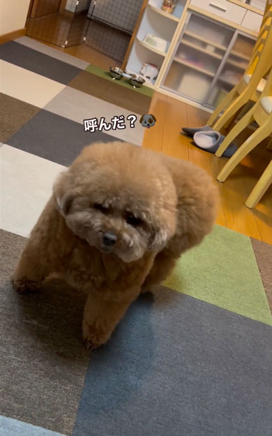 頭とおしりがどっちかわからないワンコ