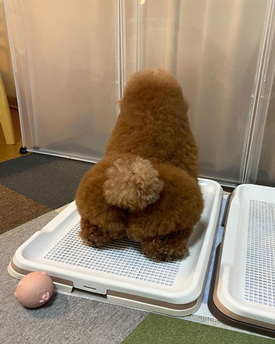 ワンコのかわいいおしり