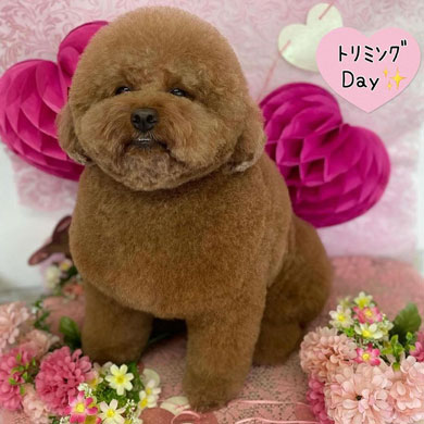 まんまるワンコ