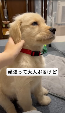 飼い主になでられるワンコ