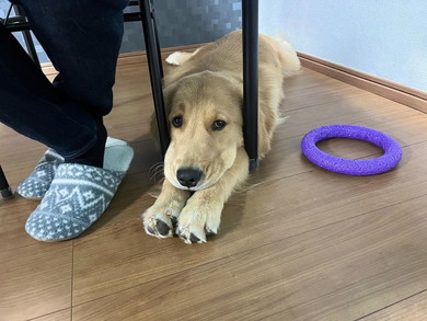 椅子の間にはさまるワンコ