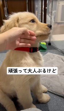 飼い主になでられるワンコ