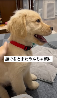 飼い主になでられるワンコ