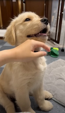 飼い主になでられるワンコ