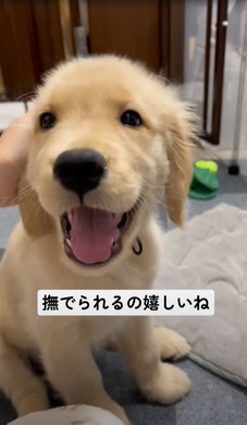 飼い主になでられるワンコ