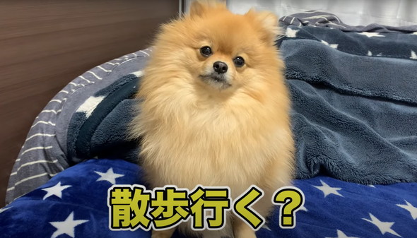ポメ