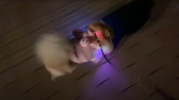 ポメラニアンのナイトルーティーン