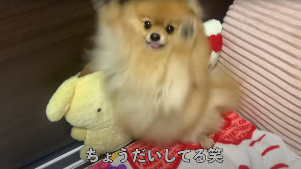 ポメラニアンのナイトルーティーン