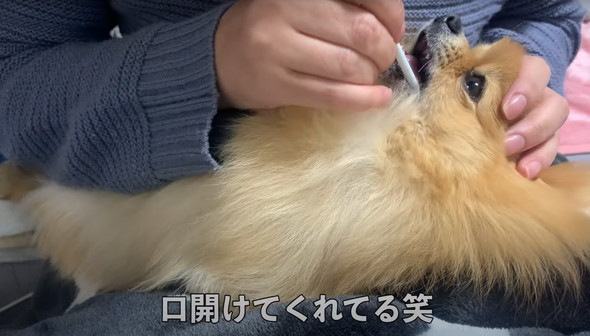 ポメラニアンのナイトルーティーン