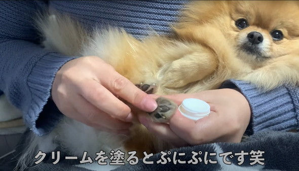 ポメラニアンのナイトルーティーン