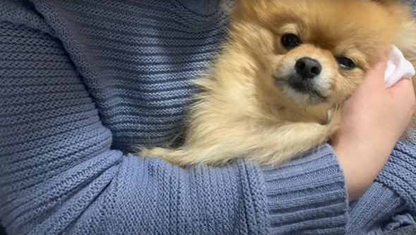 ポメラニアンのナイトルーティーン