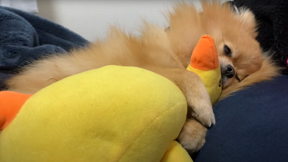 ポメラニアンのナイトルーティーン